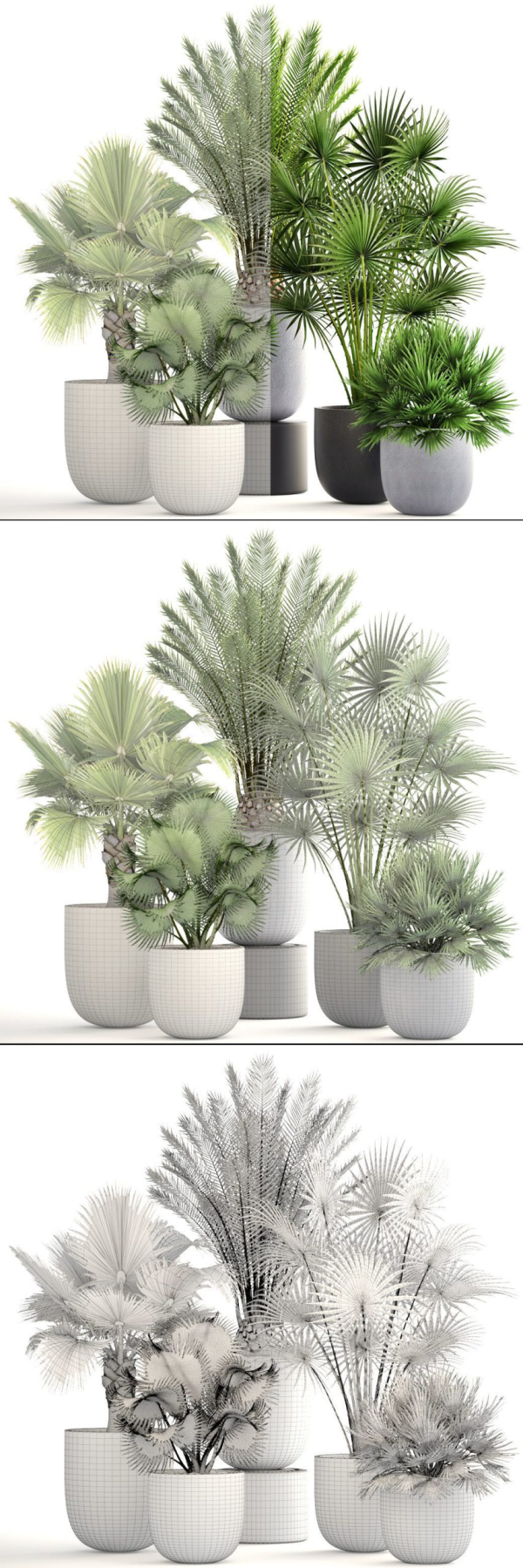 Collection palms three palm plants in pots