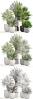 Collection palms three palm plants in pots