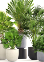 Collection palms three palm plants in pots
