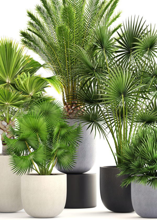 Collection palms three palm plants in pots