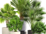 Collection palms three palm plants in pots