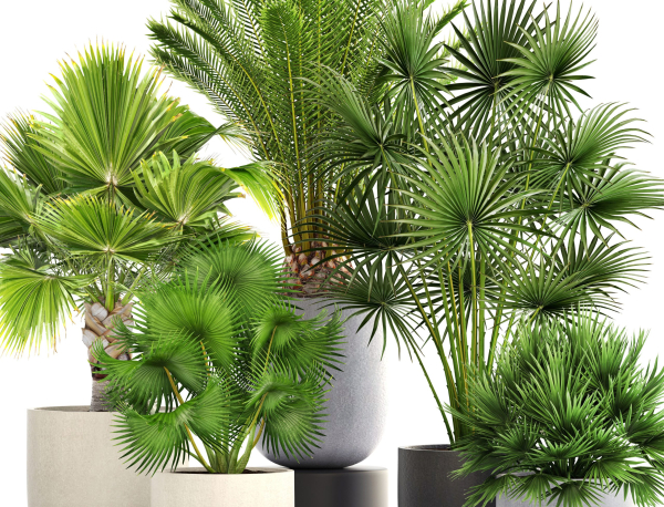 Collection palms three palm plants in pots