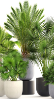 Collection palms three palm plants in pots