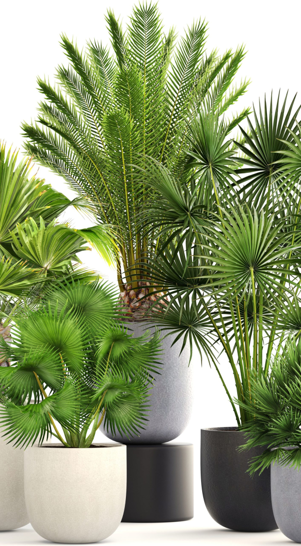 Collection palms three palm plants in pots