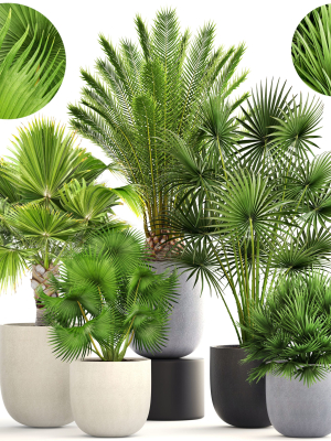 Collection palms three palm plants in pots