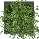 Collection plant vol 164