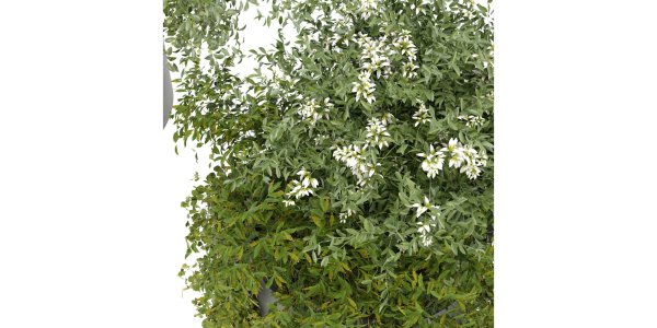 Collection plant vol 232 - blender model