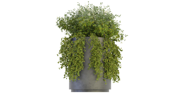Collection plant vol 232 - blender model