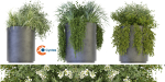 Collection plant vol 232 - blender model