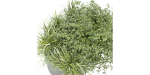Collection plant vol 232 - blender model