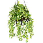 Collection plant vol 240