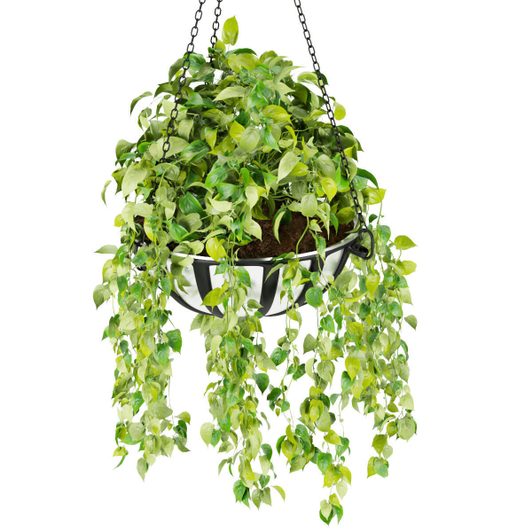 Collection plant vol 240