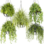 Collection plant vol 240