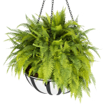 Collection plant vol 240