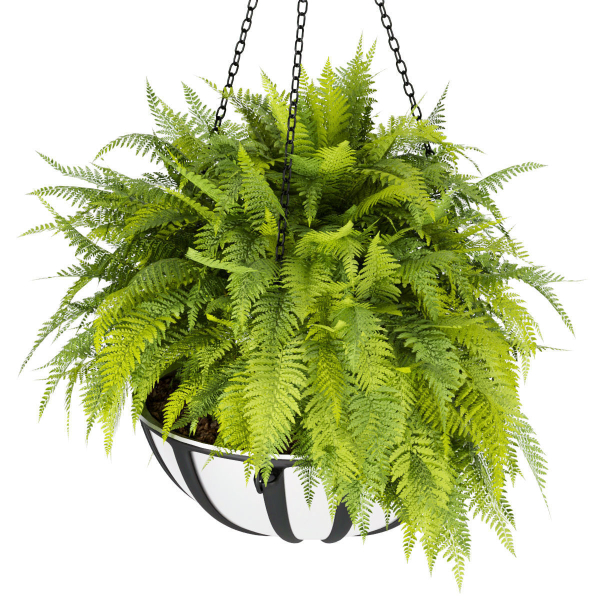 Collection plant vol 240