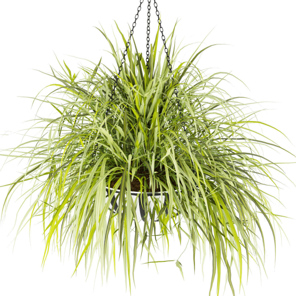 Collection plant vol 240