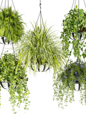 Collection plant vol 240