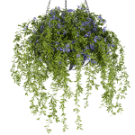 Collection plant vol 240