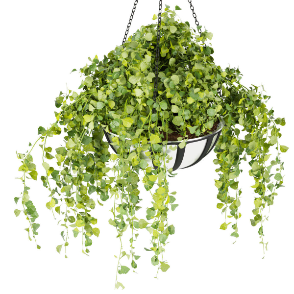 Collection plant vol 240