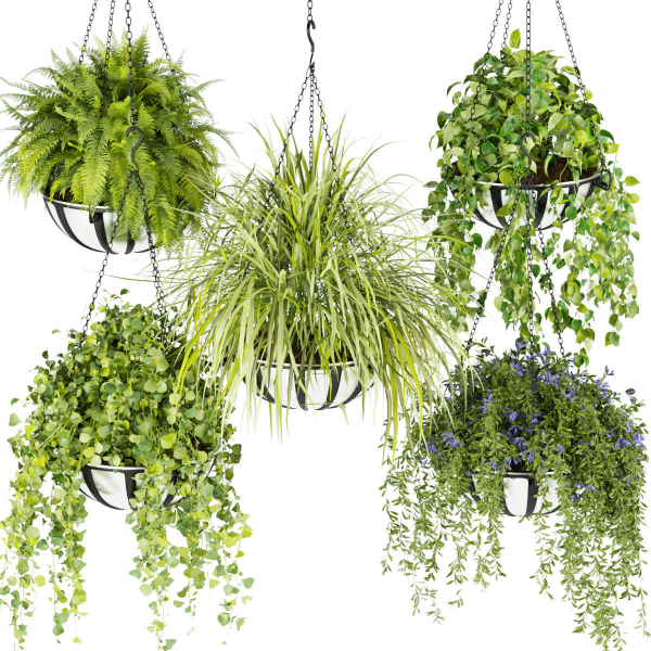 Collection plant vol 240