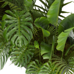 Collection plant vol 300 - outdoor - banana - monstera - leaf