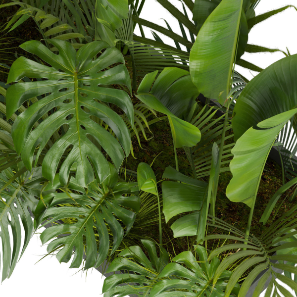 Collection plant vol 300 - outdoor - banana - monstera - leaf