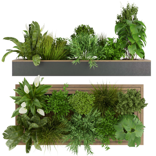 Collection plant vol 313 - outdoor - leaf