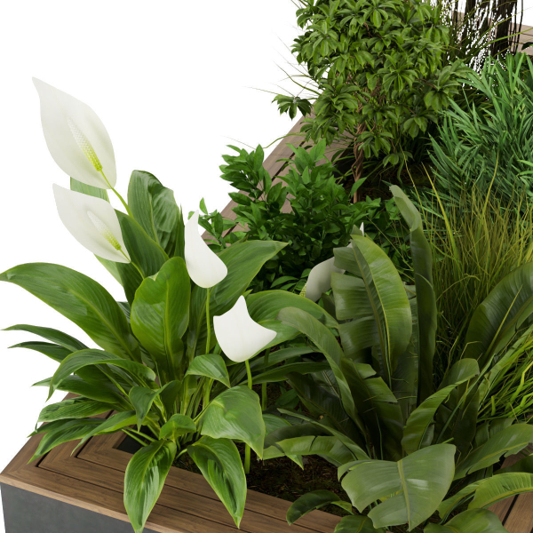 Collection plant vol 313 - outdoor - leaf