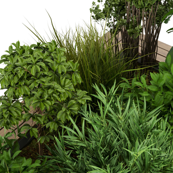 Collection plant vol 313 - outdoor - leaf