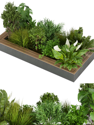 Collection plant vol 313 - outdoor - leaf