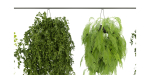 Collection plant vol 360  - blender model