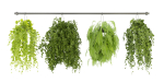 Collection plant vol 360  - blender model