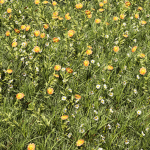 Collection plant vol 374 - grass - leaf - flower