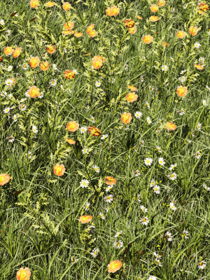 collection-plant-vol-374-grass-leaf-flower-3d-model-max-obj-fbx-stl-dwg