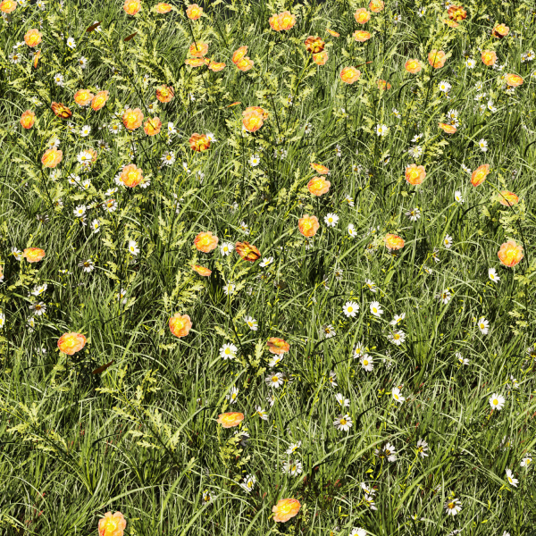 Collection plant vol 374 - grass - leaf - flower
