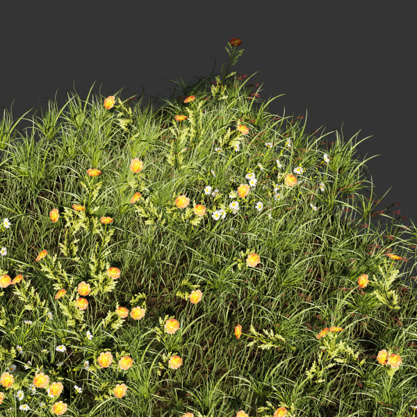 Collection plant vol 374 - grass - leaf - flower