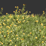 Collection plant vol 374 - grass - leaf - flower