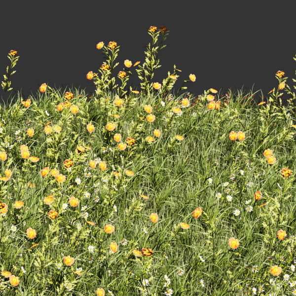 Collection plant vol 374 - grass - leaf - flower