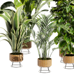 Collection plant vol 413 - indoor - fiddle - banana