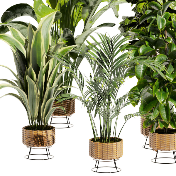 Collection plant vol 413 - indoor - fiddle - banana