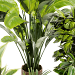 Collection plant vol 413 - indoor - fiddle - banana