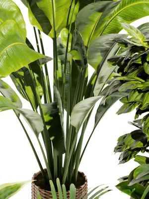 collection-plant-vol-413-indoor-fiddle-banana-3d-model-6198be29d5