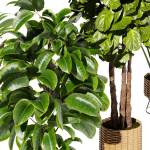 Collection plant vol 413 - indoor - fiddle - banana