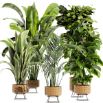 Collection plant vol 413 - indoor - fiddle - banana