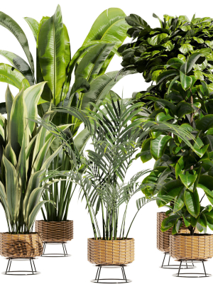 Collection plant vol 413 - indoor - fiddle - banana