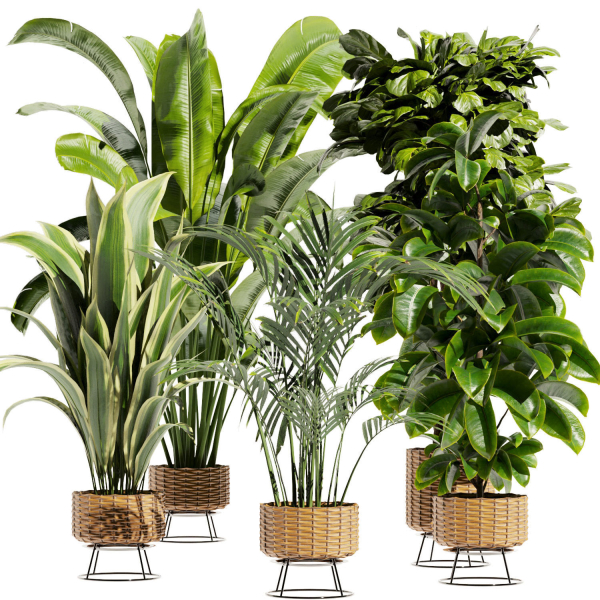 Collection plant vol 413 - indoor - fiddle - banana