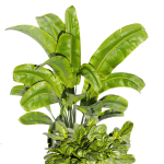 Collection plant vol 413 - indoor - fiddle - banana