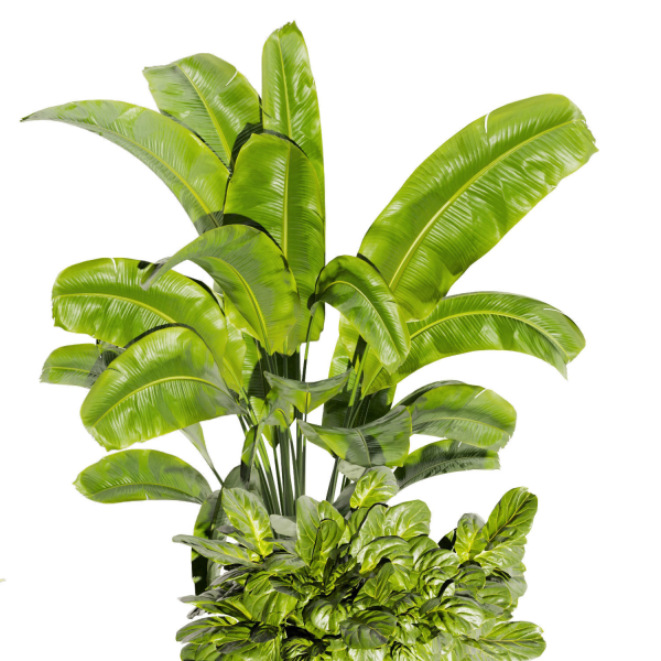 Collection plant vol 413 - indoor - fiddle - banana