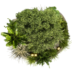 Collection plant vol 418 - leaf - outdoor - garden