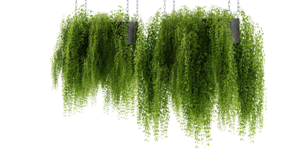Collection plant vol 461 - blender model